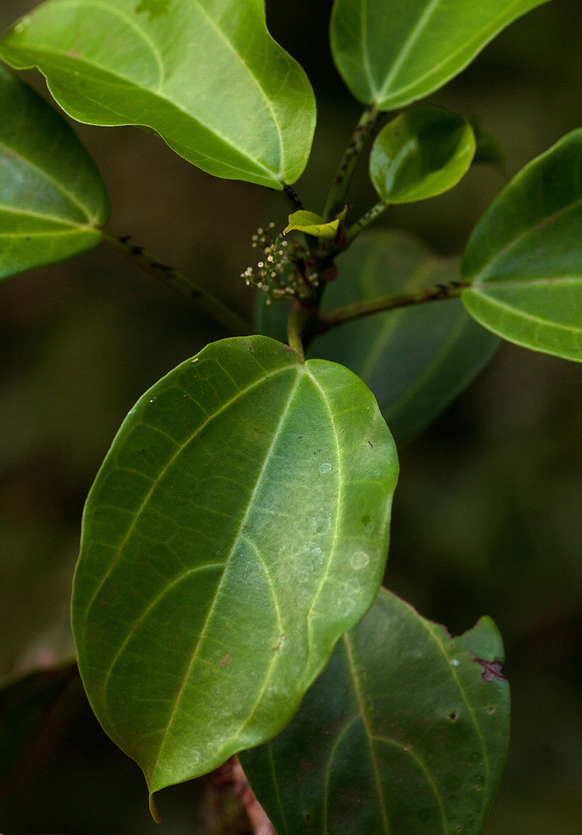 Scepocarpus trinervis