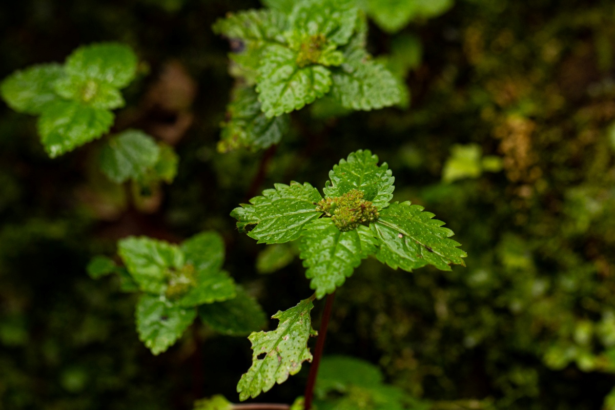 Pilea tetraphylla