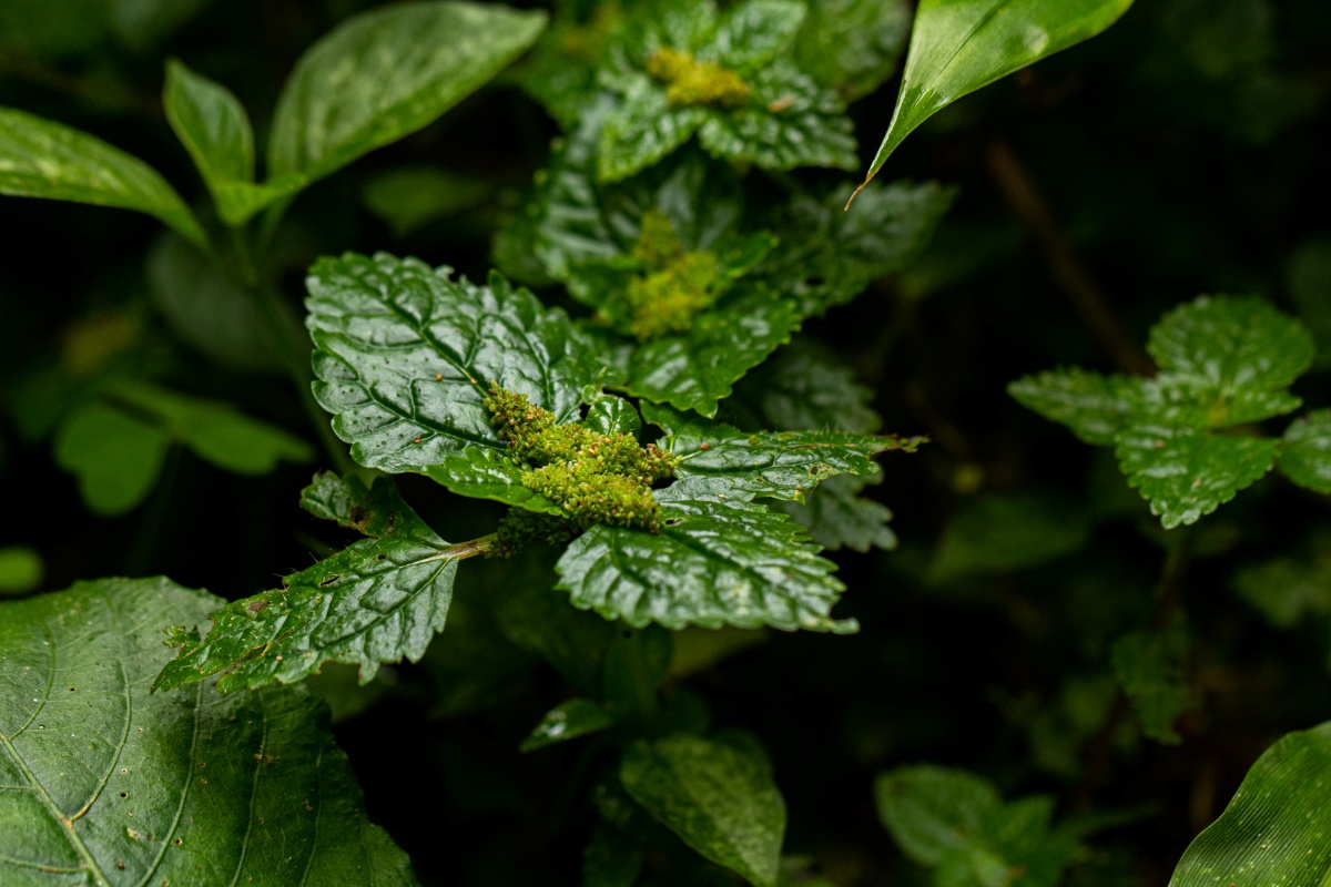 Pilea tetraphylla Pilea tetraphylla