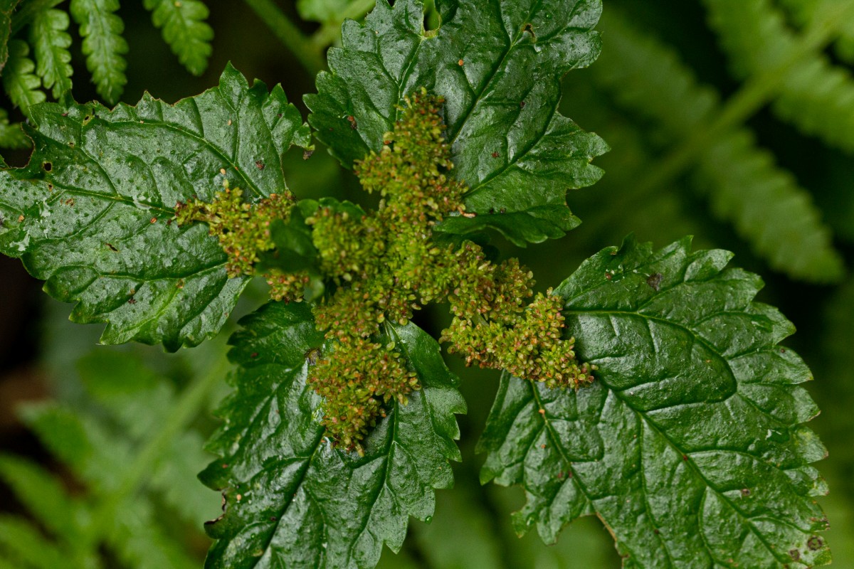 Pilea tetraphylla Pilea tetraphylla