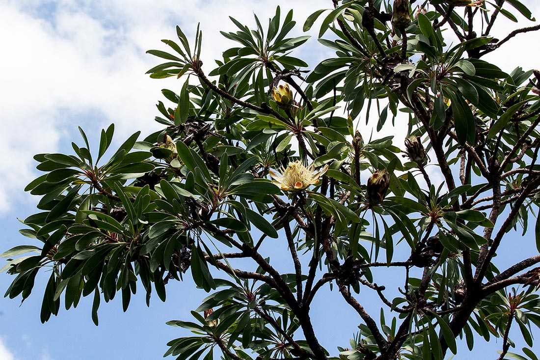 Protea petiolaris subsp. elegans