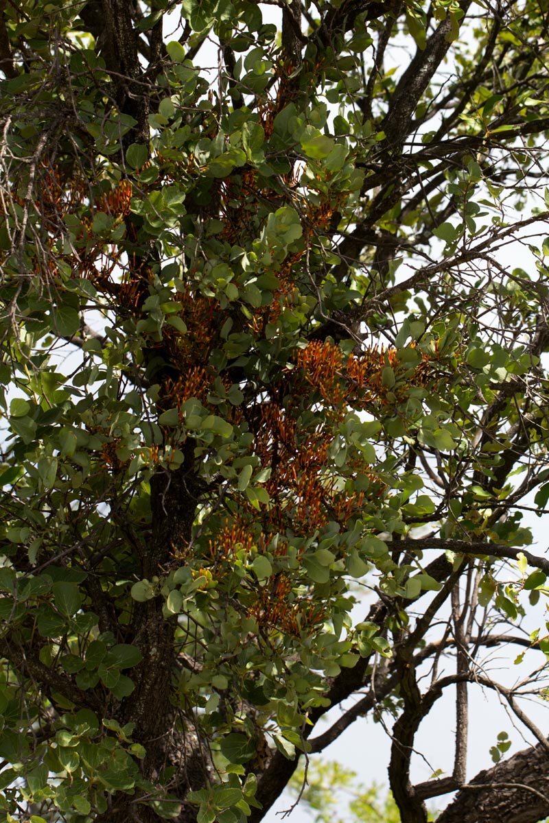 Agelanthus fuellebornii