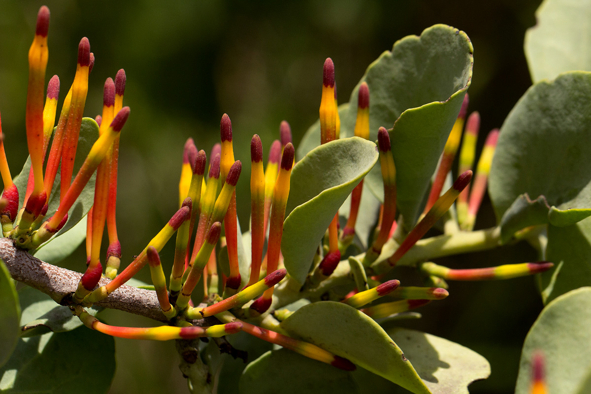 Agelanthus fuellebornii