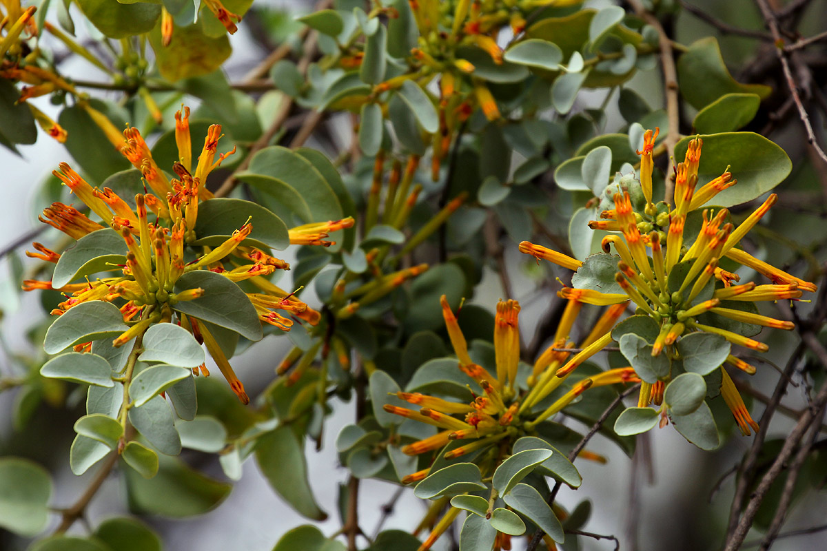 Agelanthus pungu