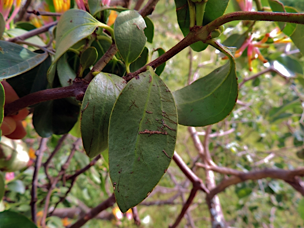 Agelanthus subulatus Agelanthus subulatus