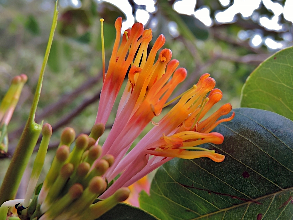 Agelanthus subulatus Agelanthus subulatus