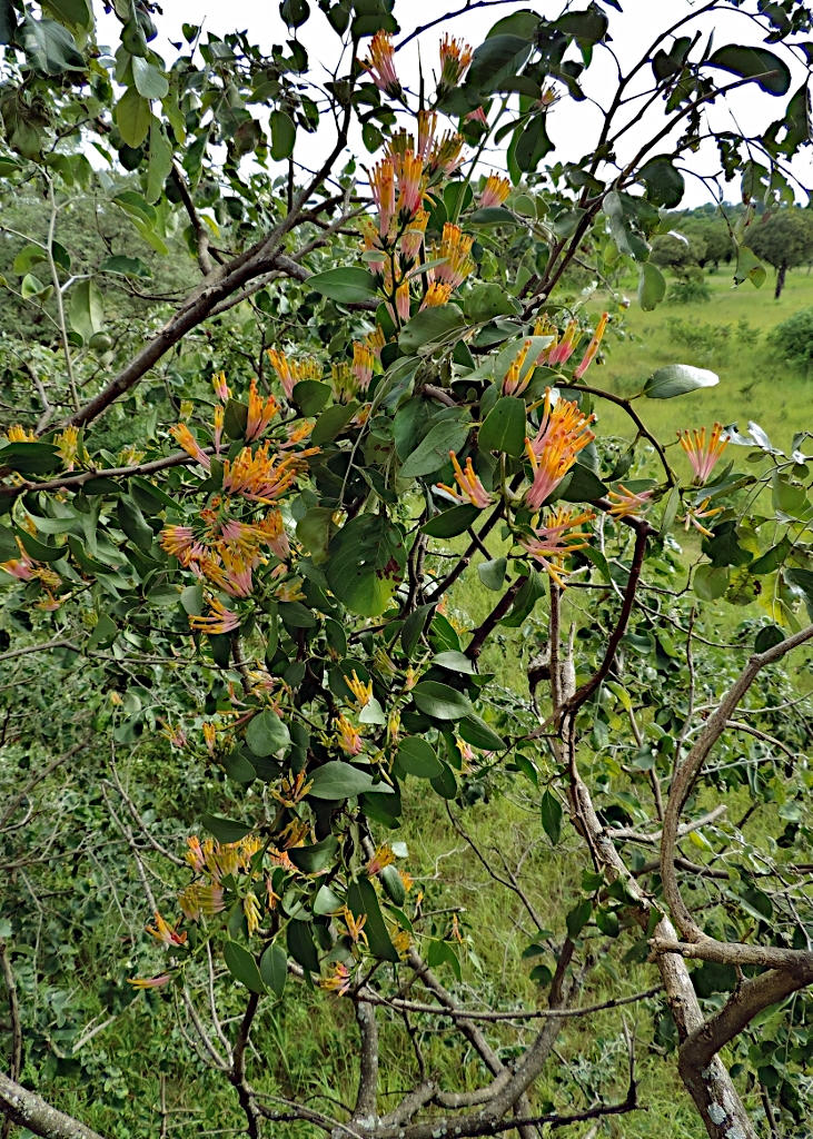 Agelanthus subulatus Agelanthus subulatus