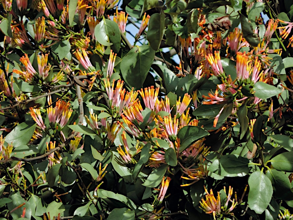 Agelanthus subulatus Agelanthus subulatus