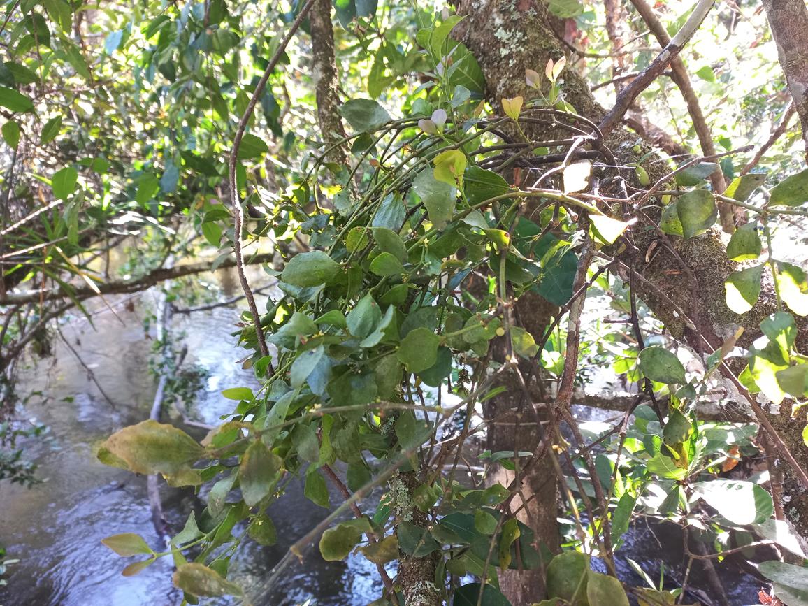 Viscum triflorum Viscum triflorum