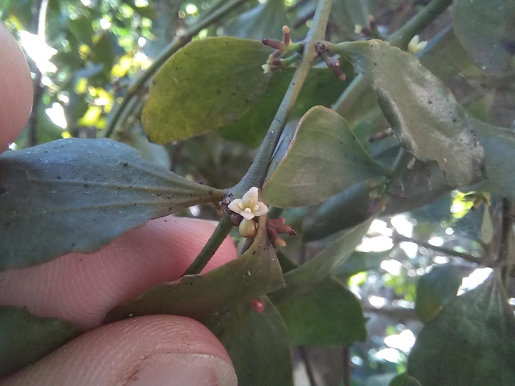 Viscum triflorum Viscum triflorum