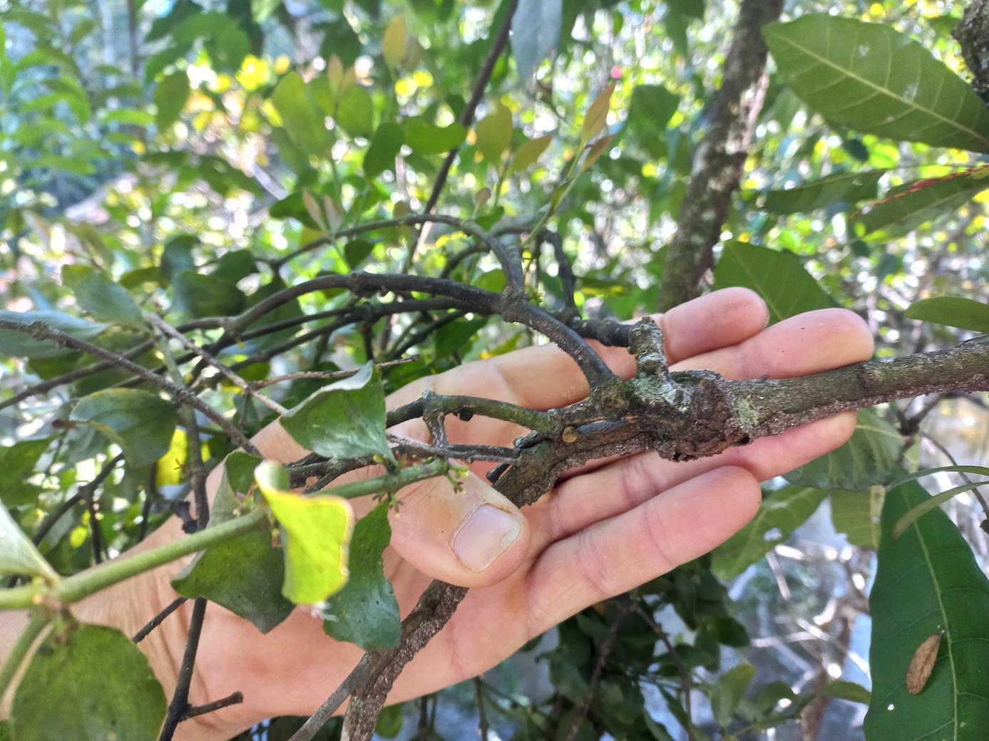 Viscum triflorum Viscum triflorum