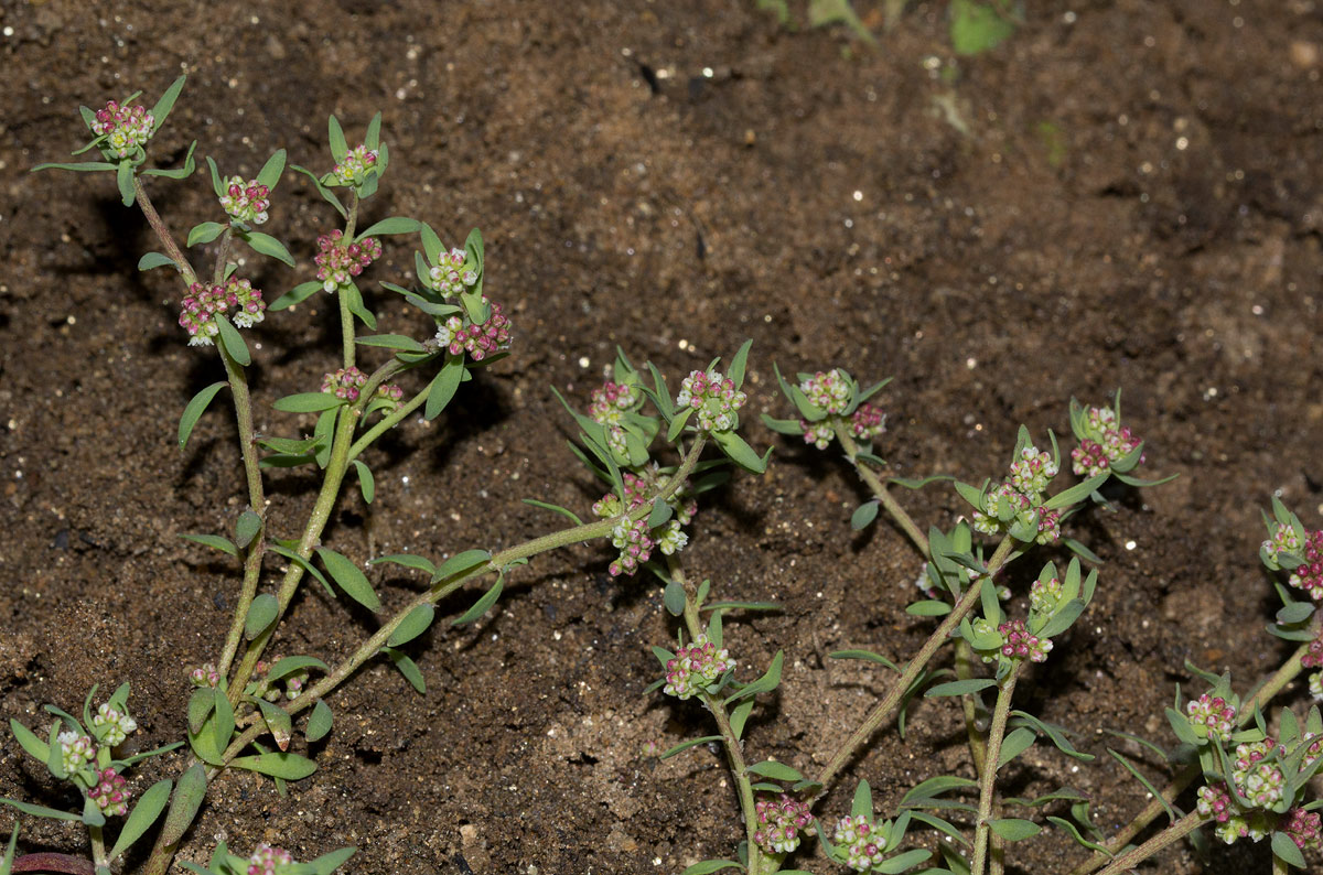 Corrigiola litoralis Corrigiola litoralis