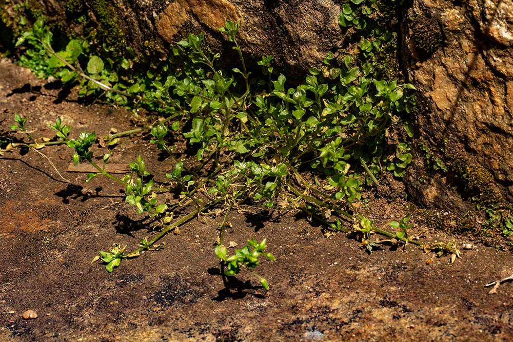 Stellaria media