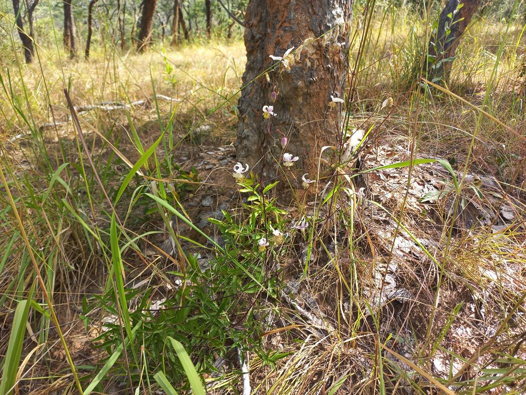 Clematis welwitschii Clematis welwitschii