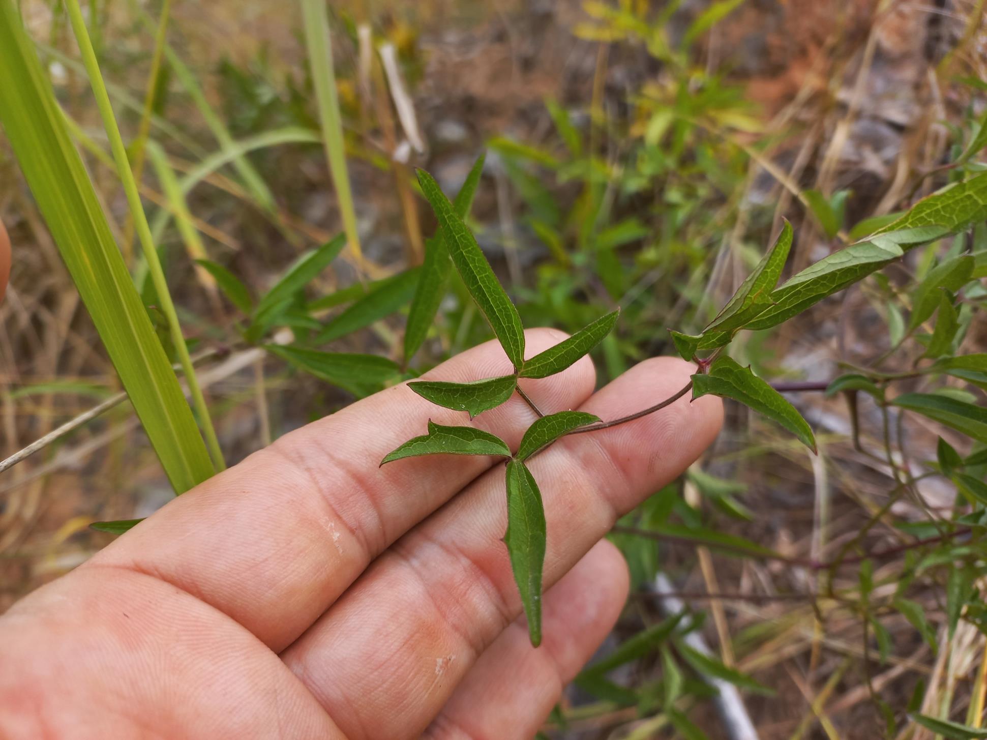 Clematis welwitschii Clematis welwitschii