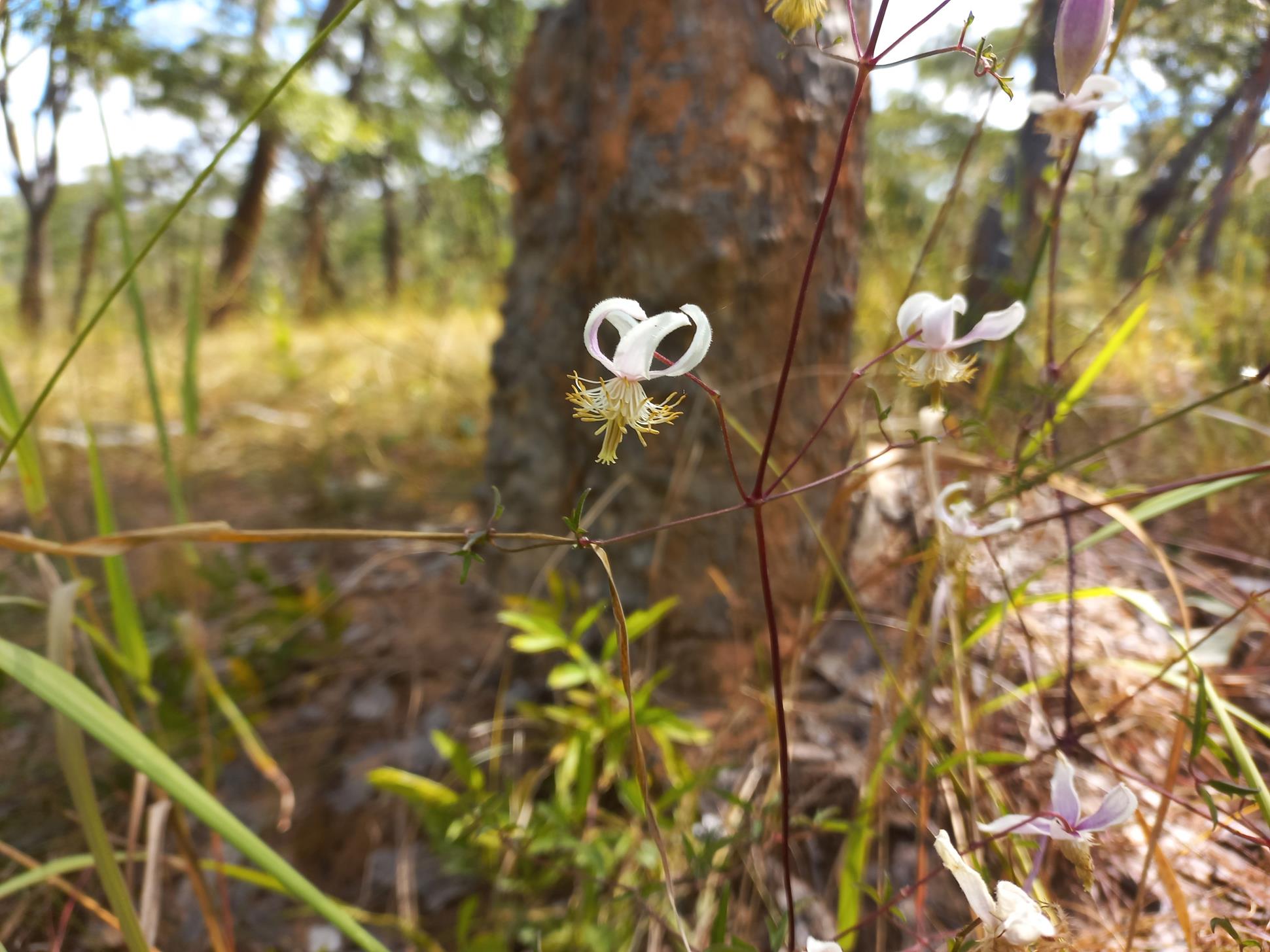 Clematis welwitschii Clematis welwitschii