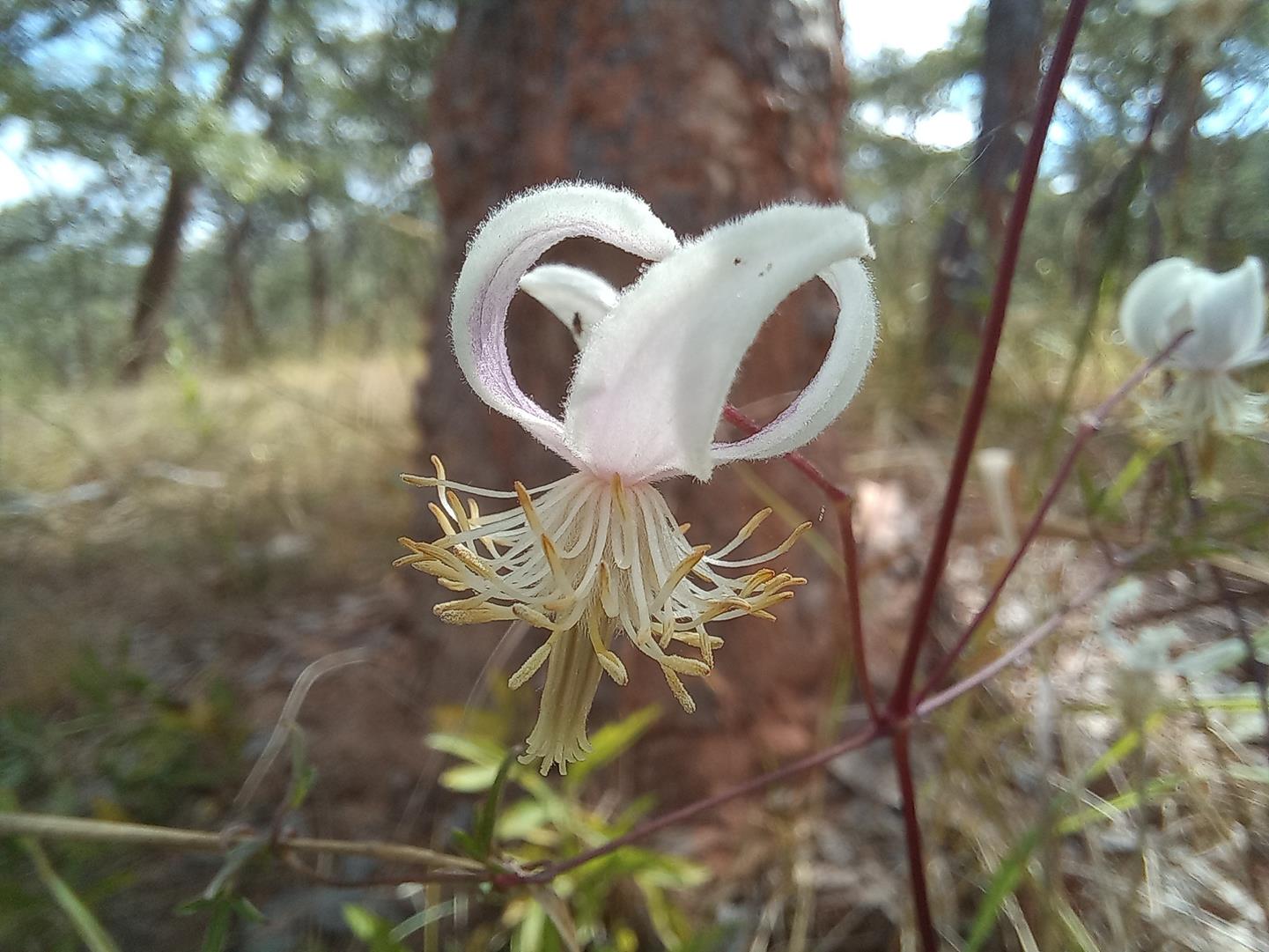 Clematis welwitschii Clematis welwitschii