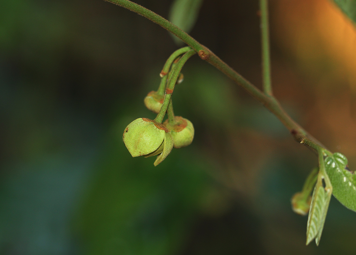 Monanthotaxis chasei