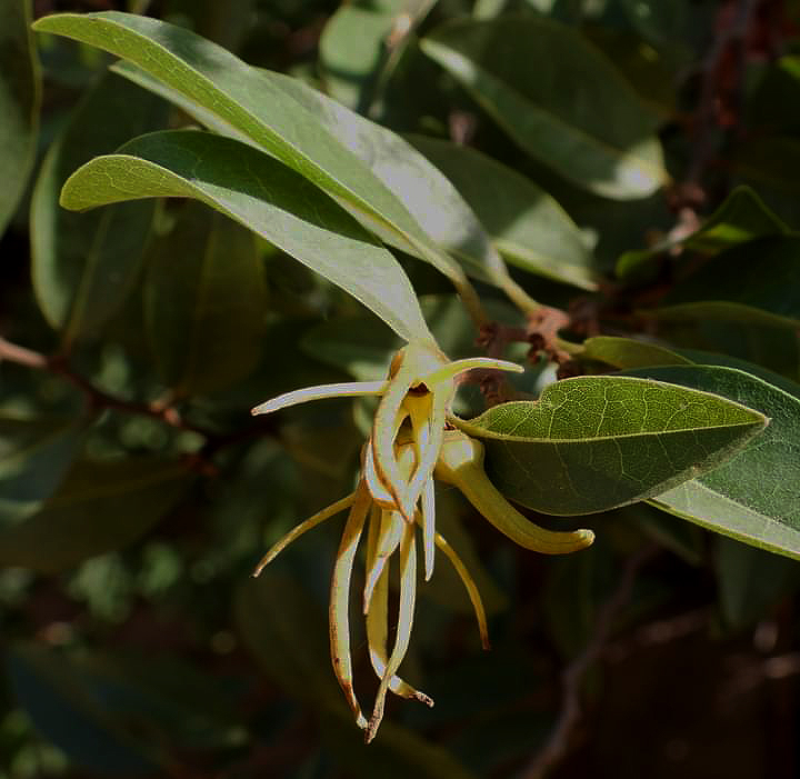 Xylopia odoratissima Xylopia odoratissima