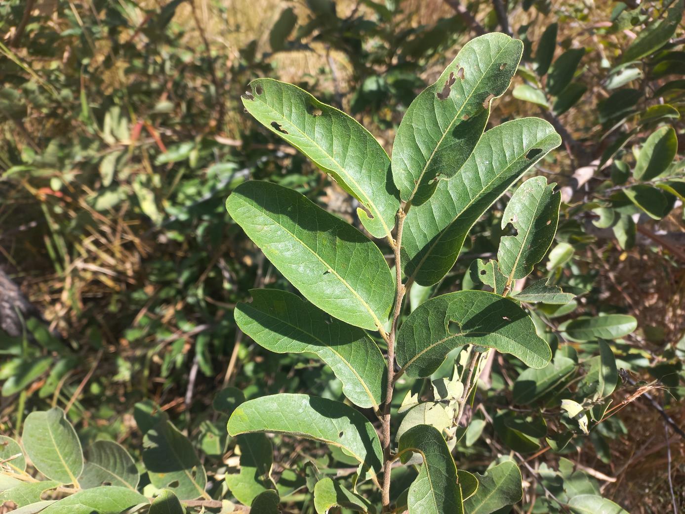 Xylopia odoratissima Xylopia odoratissima