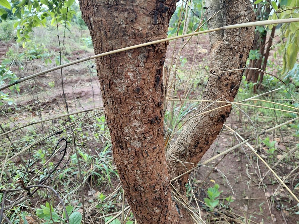 Annona senegalensis subsp. senegalensis
