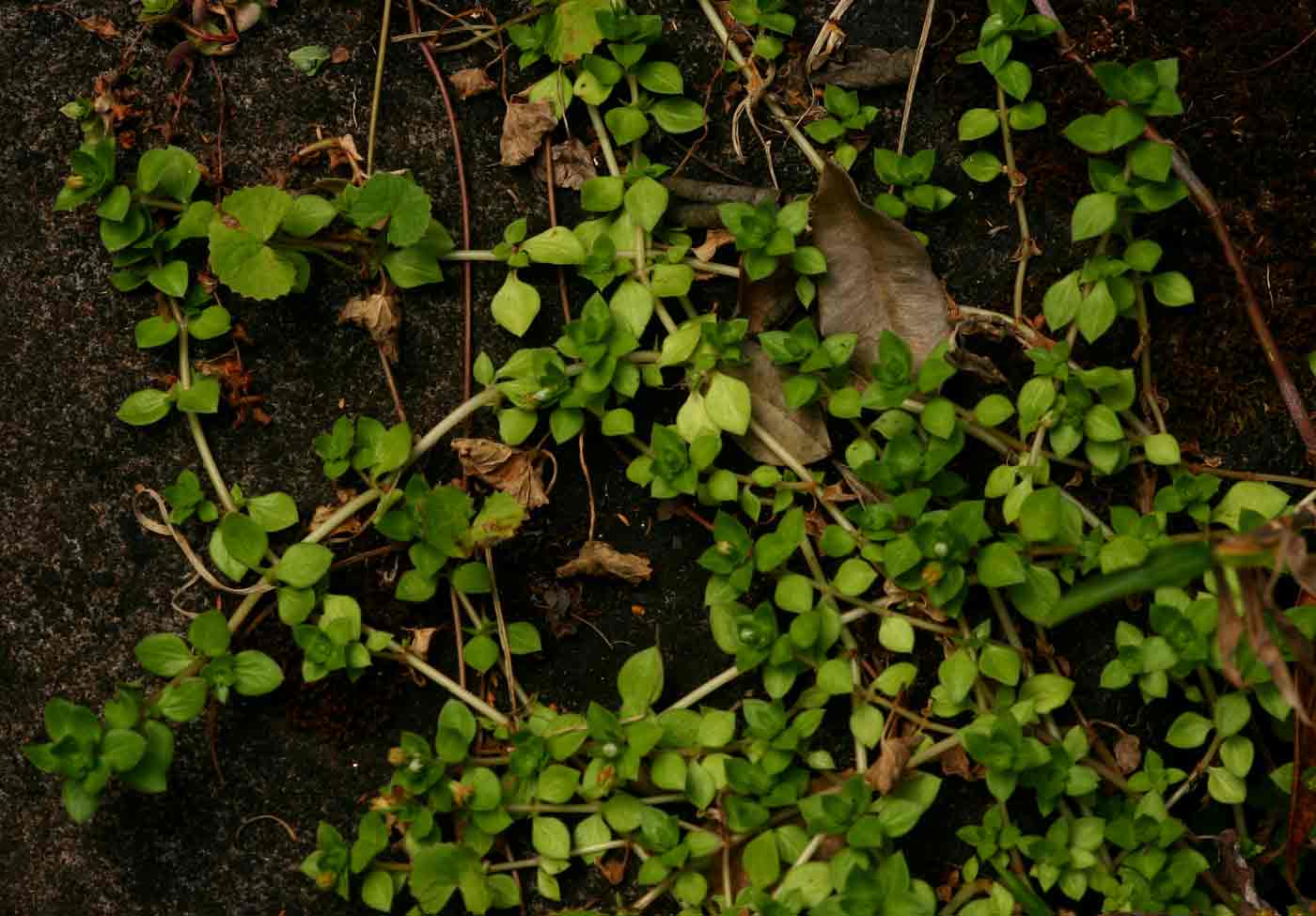 Crassula alsinoides