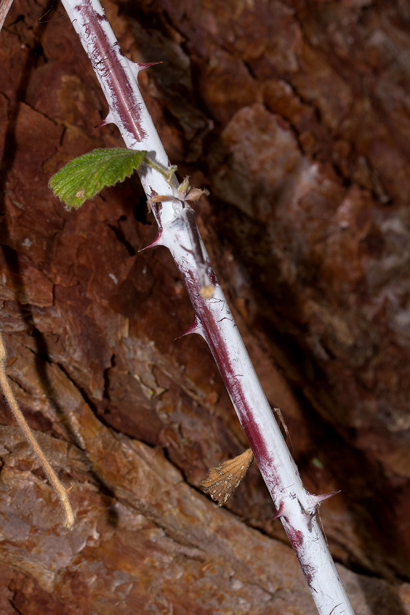 Rubus niveus