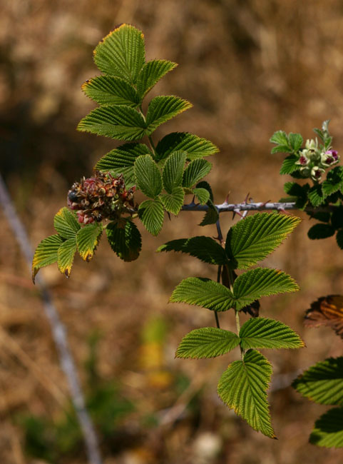 Rubus niveus
