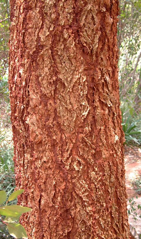 Acacia abyssinica subsp. calophylla Acacia abyssinica subsp. calophylla
