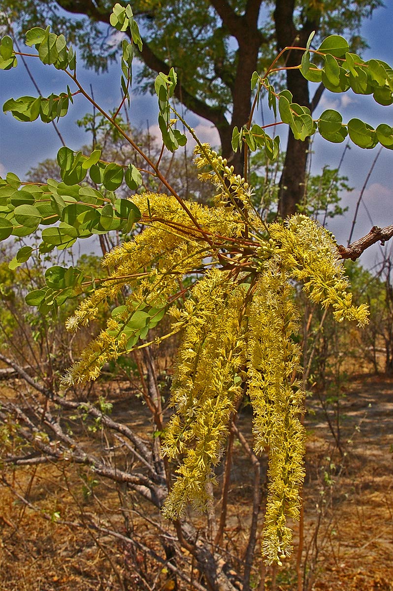 Amblygonocarpus andongensis