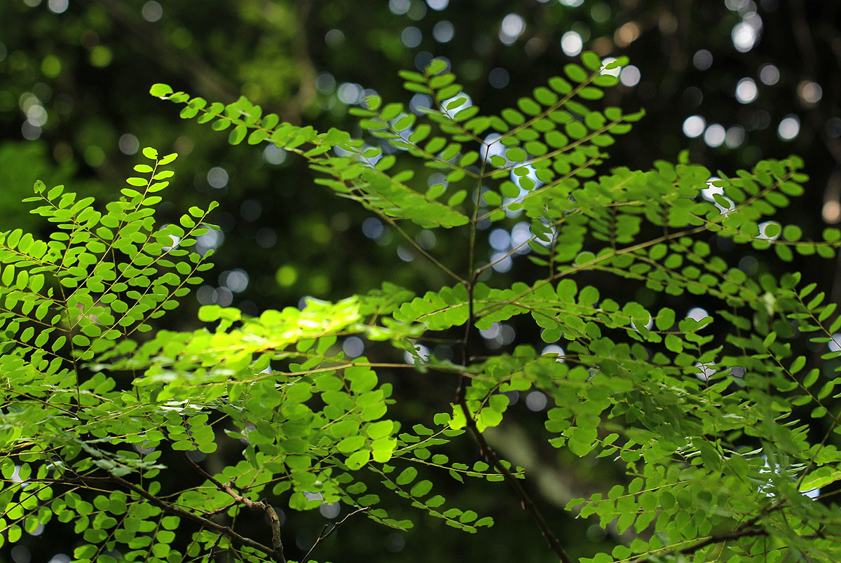 Amblygonocarpus andongensis Amblygonocarpus andongensis