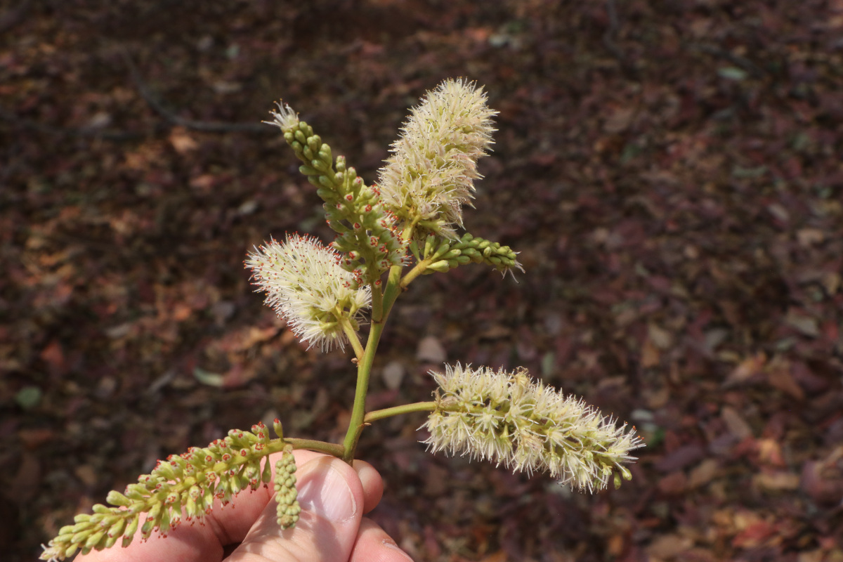 Erythrophleum africanum Erythrophleum africanum