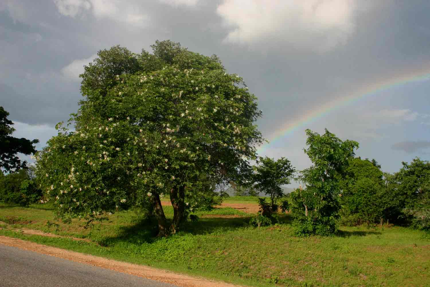 Bauhinia petersiana