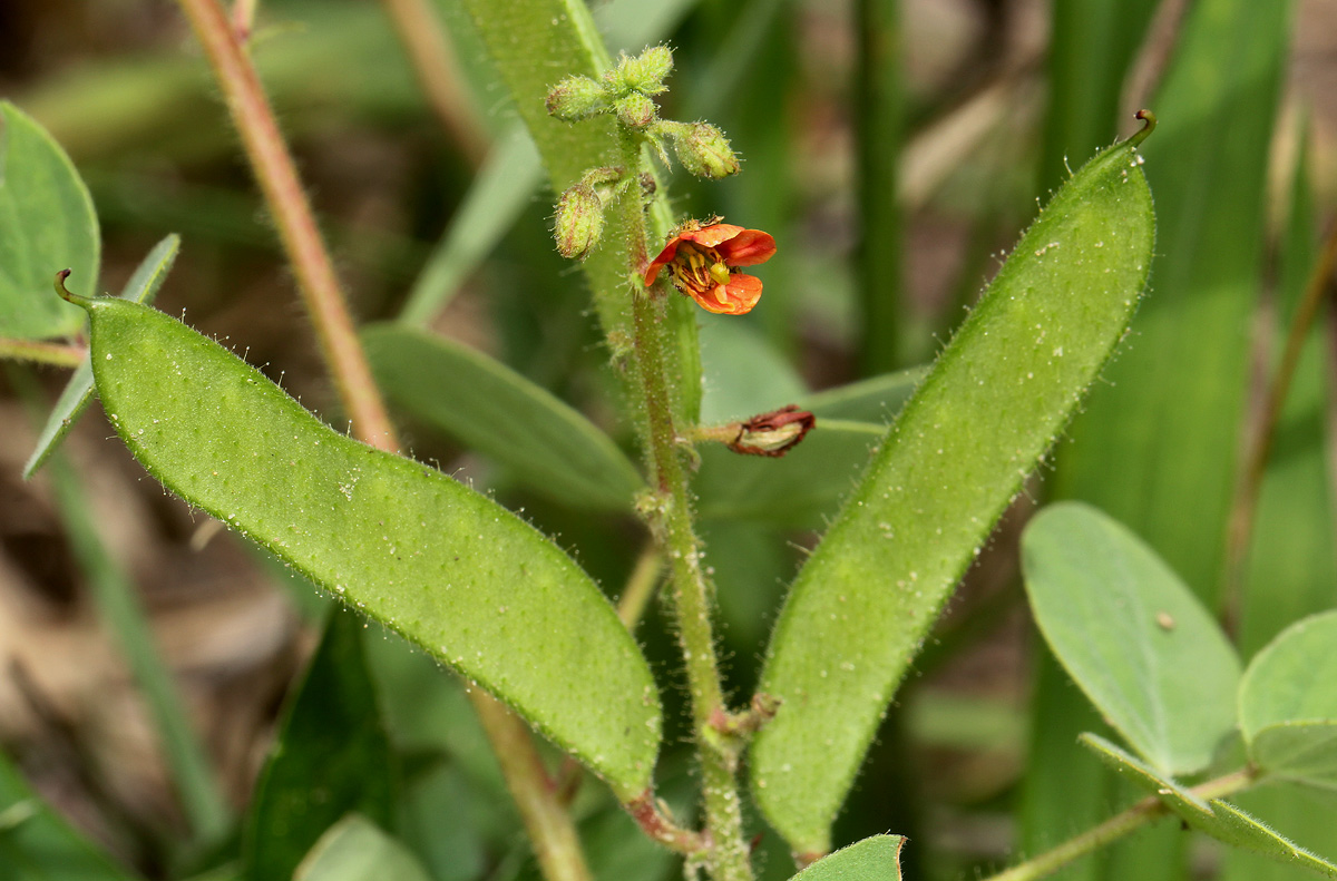 Chamaecrista absus Chamaecrista absus