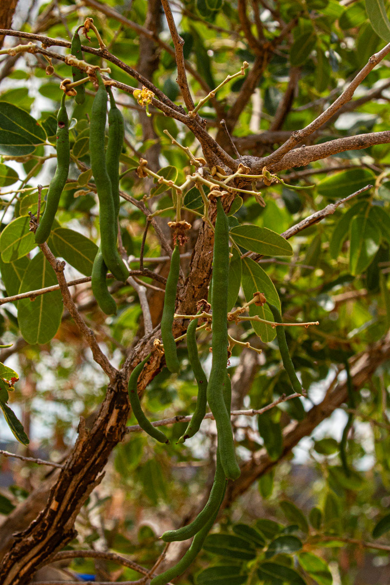 Bobgunnia madagascariensis Bobgunnia madagascariensis