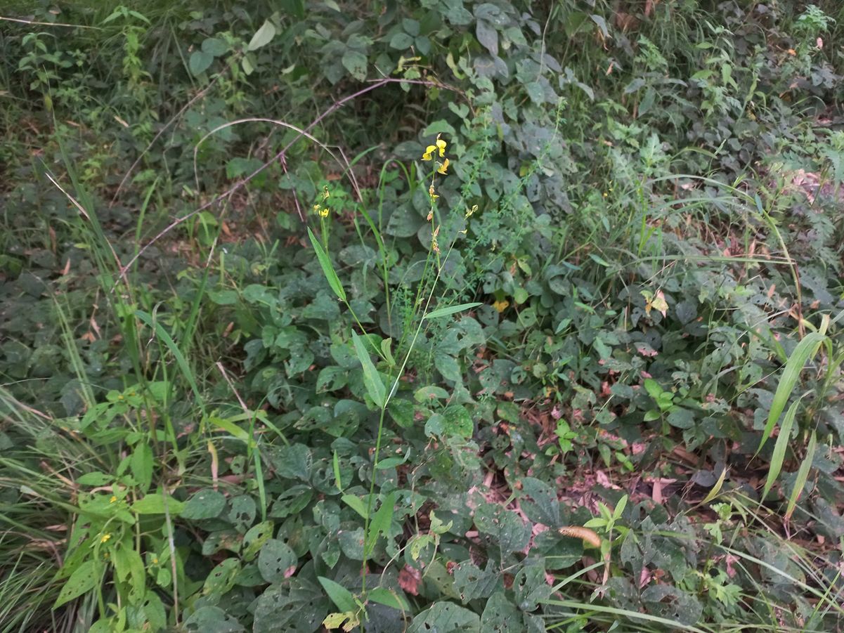 Crotalaria spartea Crotalaria spartea