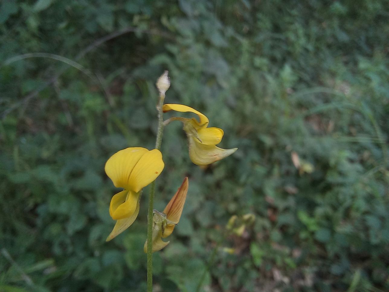 Crotalaria spartea Crotalaria spartea