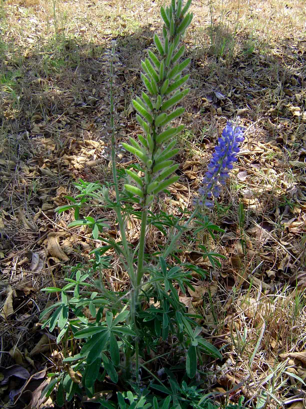 Lupinus mexicanus