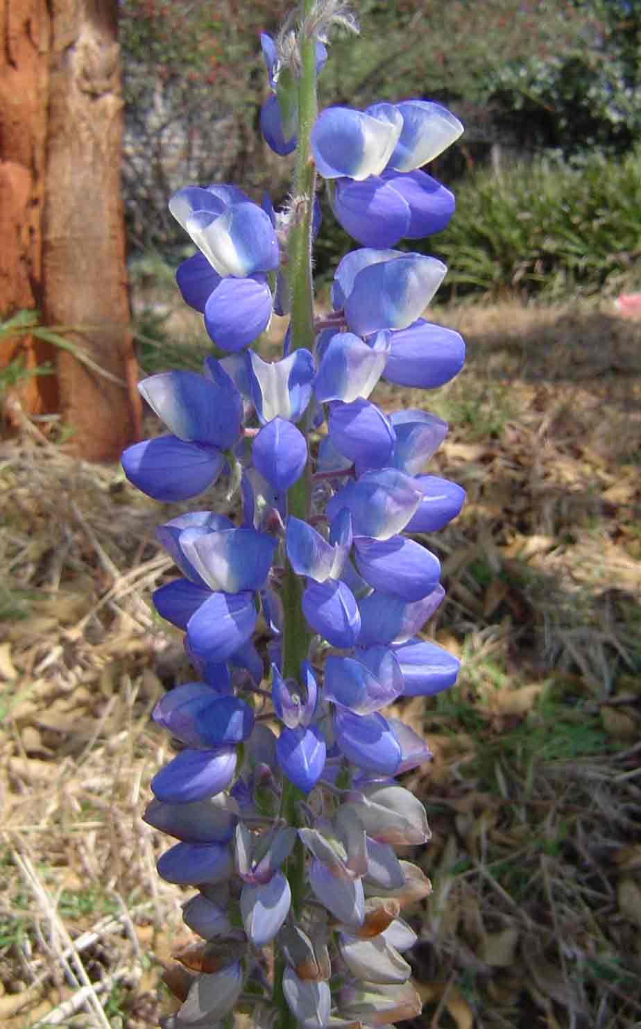 Lupinus mexicanus