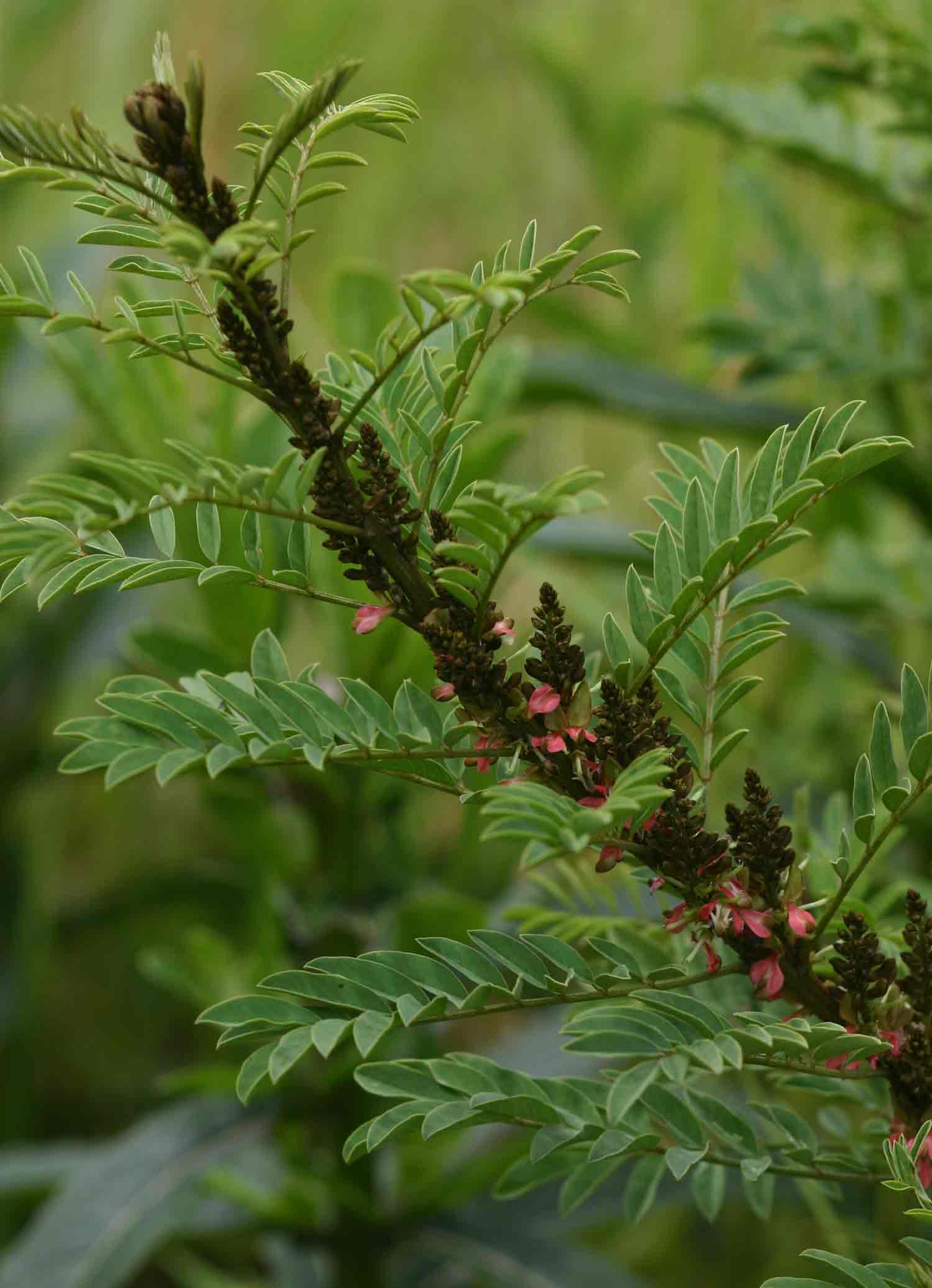 Indigofera arrecta Indigofera arrecta