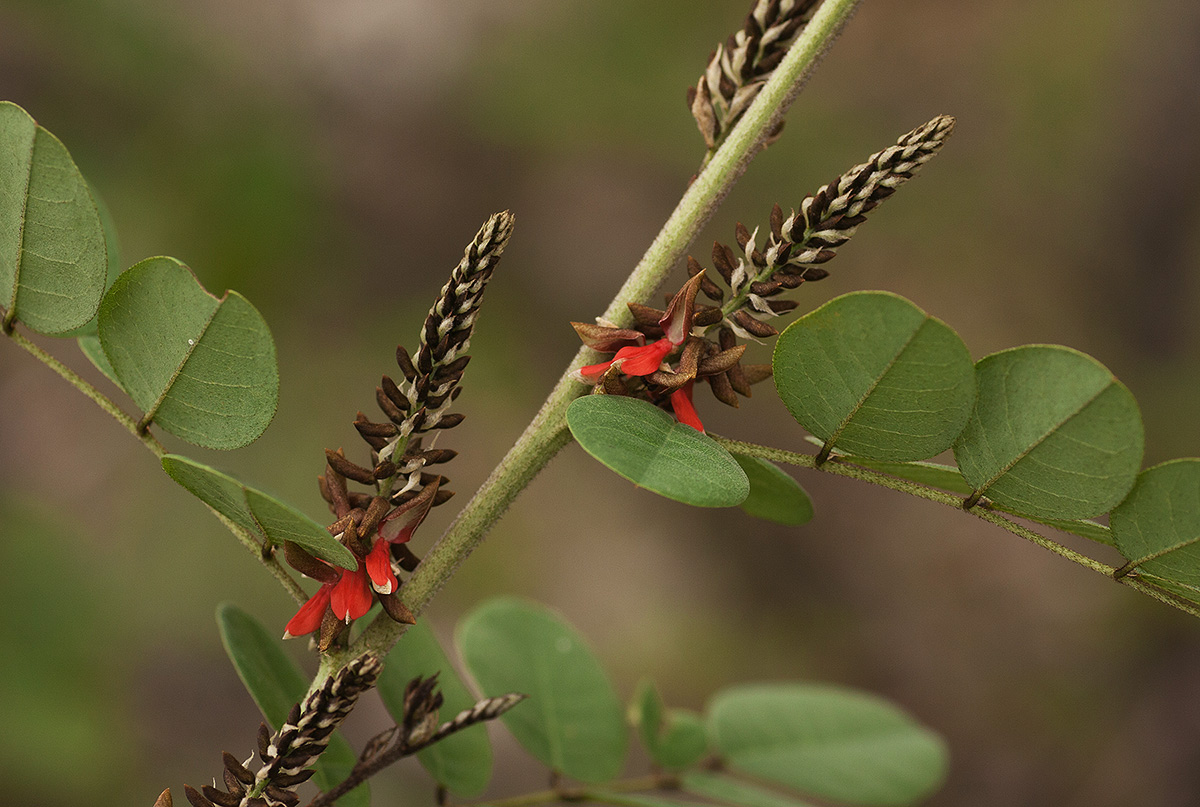 Indigofera arrecta Indigofera arrecta