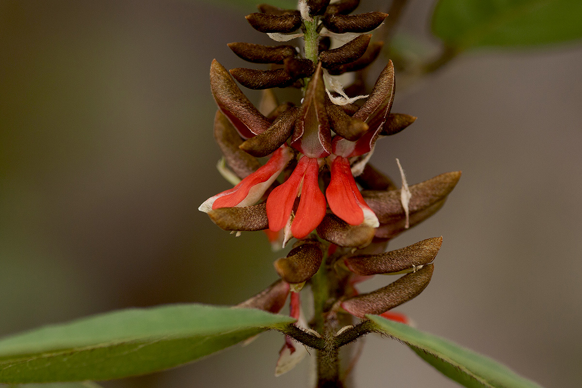 Indigofera arrecta Indigofera arrecta