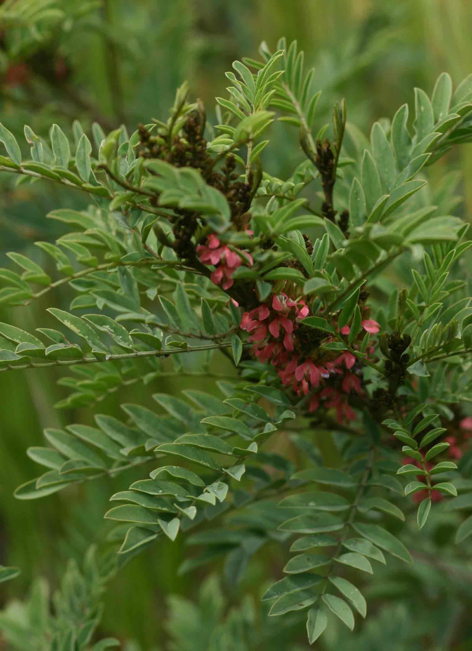 Indigofera arrecta Indigofera arrecta
