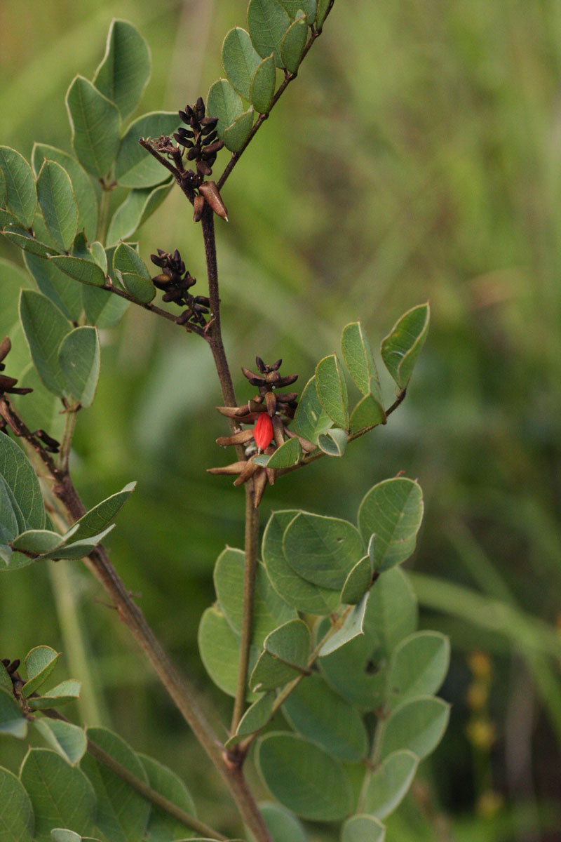 Indigofera arrecta Indigofera arrecta