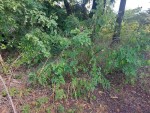 Indigofera garckeana