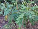 Indigofera garckeana