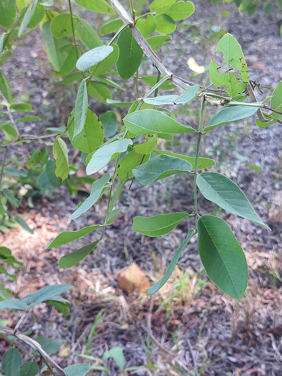 Indigofera garckeana Indigofera garckeana