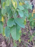 Indigofera garckeana