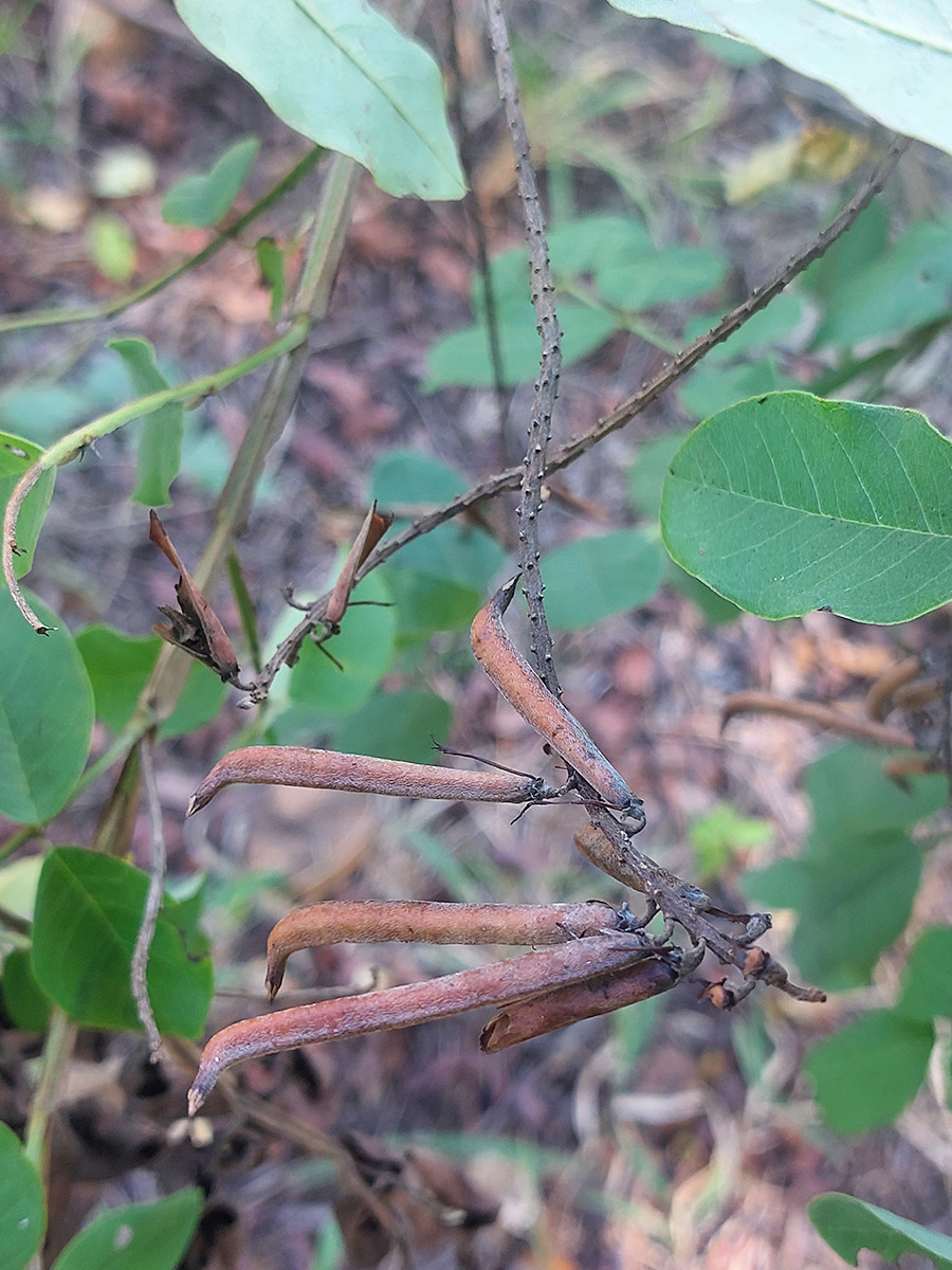 Indigofera garckeana Indigofera garckeana