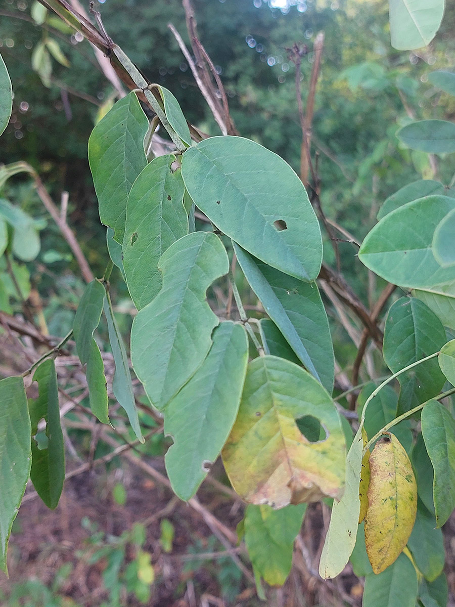 Indigofera garckeana Indigofera garckeana